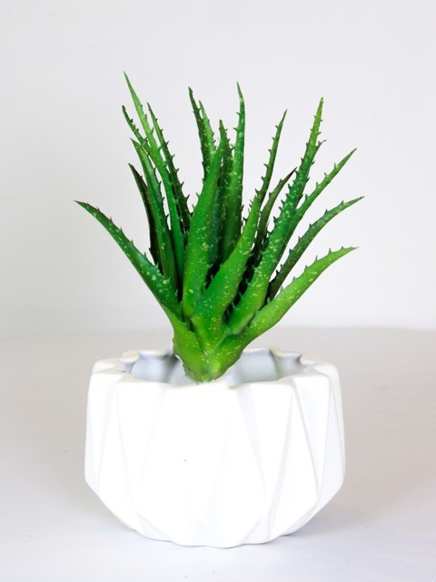Gasteria suculenta soft touch 23cm