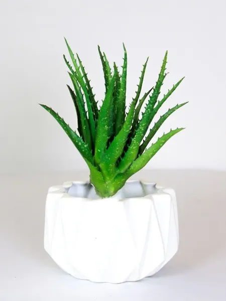 Gasteria suculenta soft touch 23cm