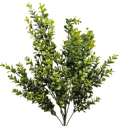 Vara frondosa boxwood 78cm