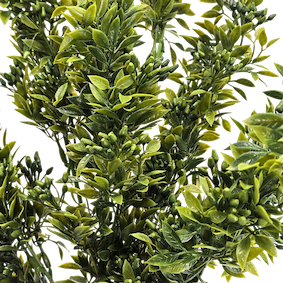 Vara frondosa ruscus aculeatus 78cm