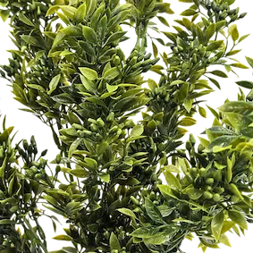 Vara frondosa ruscus aculeatus 78cm