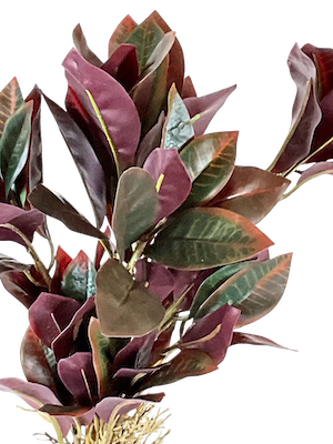 Crotos pictum 45cm