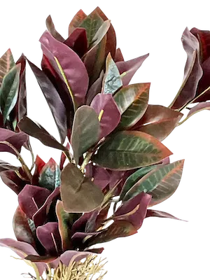 Crotos pictum 45cm
