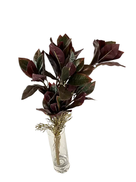 Crotos pictum 45cm