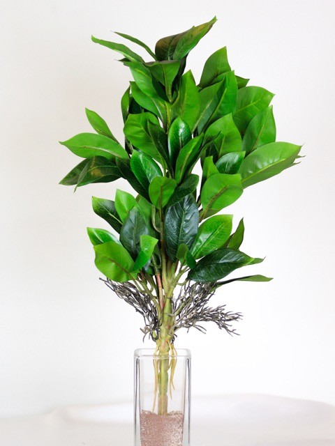 Garden crotos 45cm