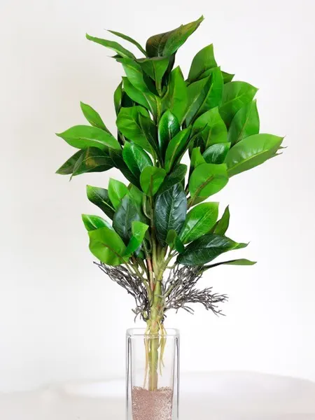 Garden crotos 45cm
