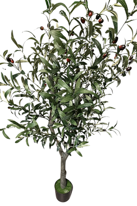 Arbol de olivo con frutos de 130cm altura en maceta