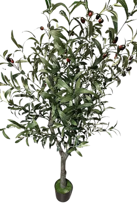 Arbol de olivo con frutos de 130cm altura en maceta