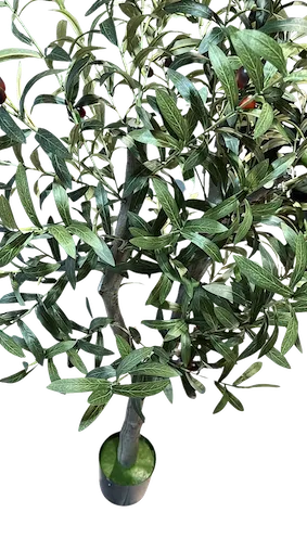 Arbol de olivo con frutos de 130cm altura en maceta