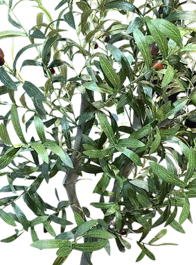 Arbol de olivo con frutos de 130cm altura en maceta