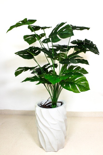 Planta monstera 105cm altura (sin maceta)