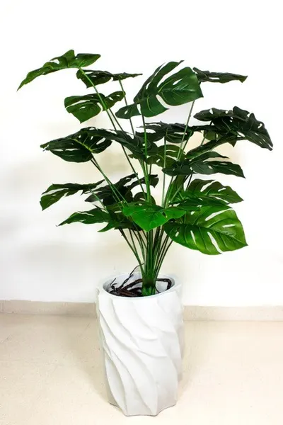 Planta monstera 105cm altura (sin maceta)