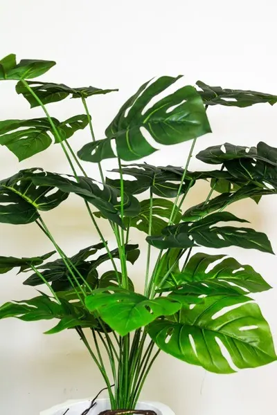 Planta monstera 105cm altura (sin maceta)
