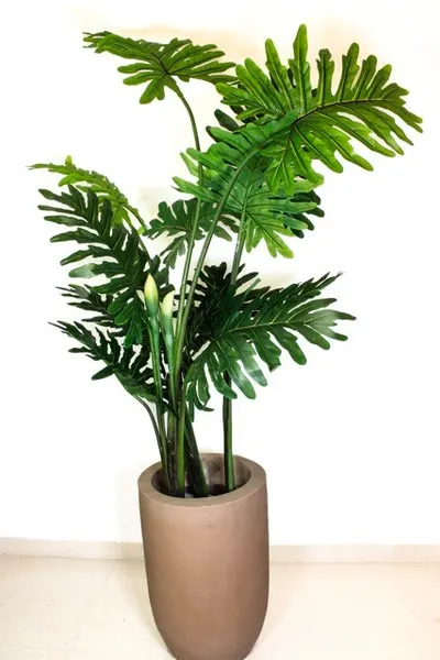 Philodendrom shelloum 150cm (sin maceta).