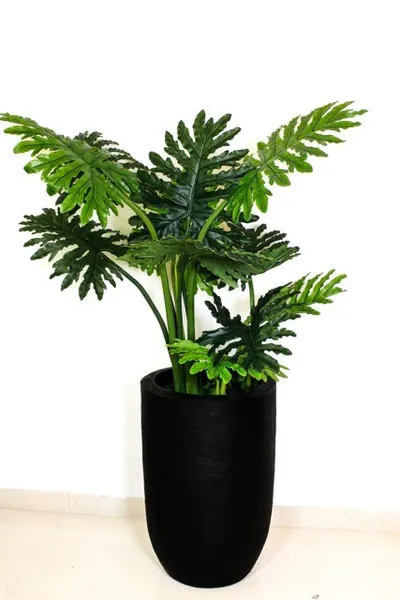 Philodendrom shelloum 100cm (sin maceta).