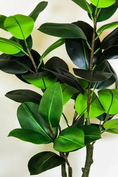 Planta de hule 130cm (sin maceta)
