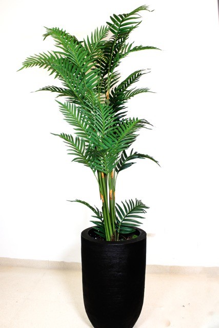 Palma areca 150cm de altura (precio no incluye maceta)