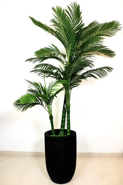 Palma areca 180cm de altura (no incluye maceta)