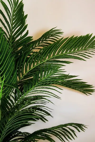 Palma areca 180cm de altura (no incluye maceta)