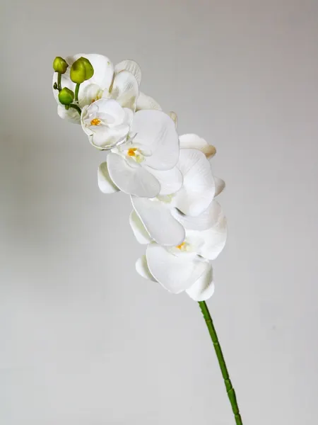 Orquidea con textura 75cm