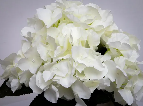 Ramo de hortensia Nopsi 47cm, dos colores