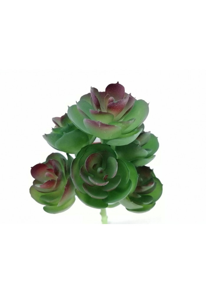 Suculenta con siete echeverrias 20 cm de altura