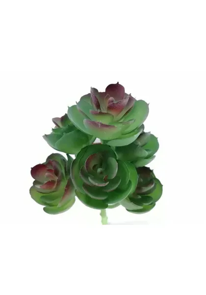 Suculenta con siete echeverrias 20 cm de altura