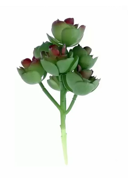 Suculenta con siete echeverrias 20 cm de altura