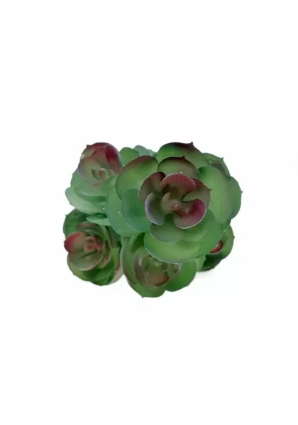 Suculenta con siete echeverrias 20 cm de altura