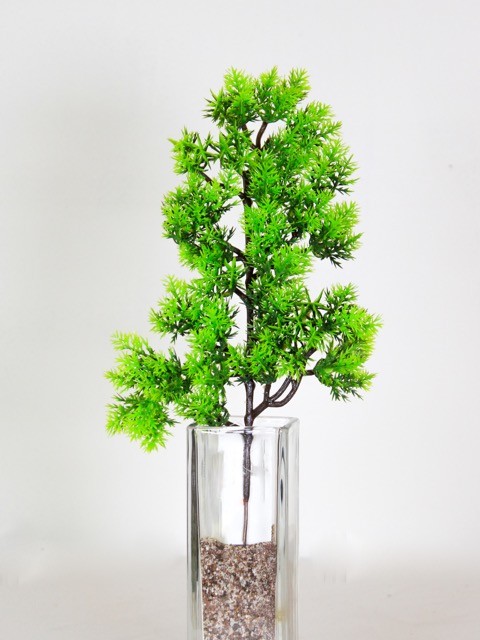 Follaje bonsai Asparagus 33cm