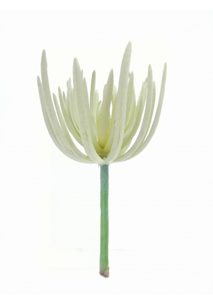 Suculenta dudleya