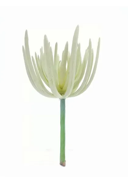 Suculenta dudleya