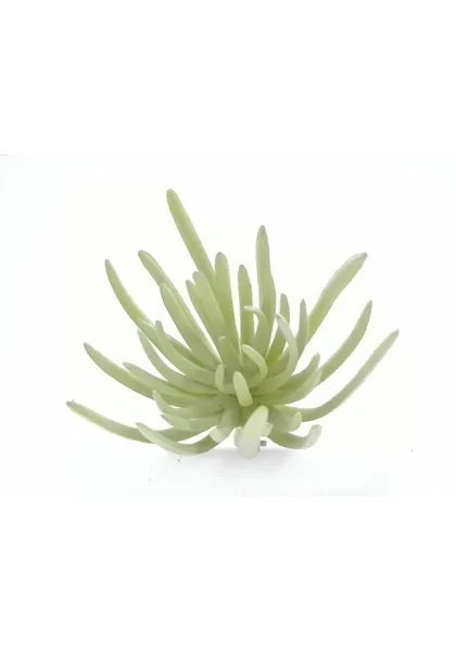 Suculenta dudleya