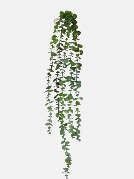 Colgante eucalipto 80cm