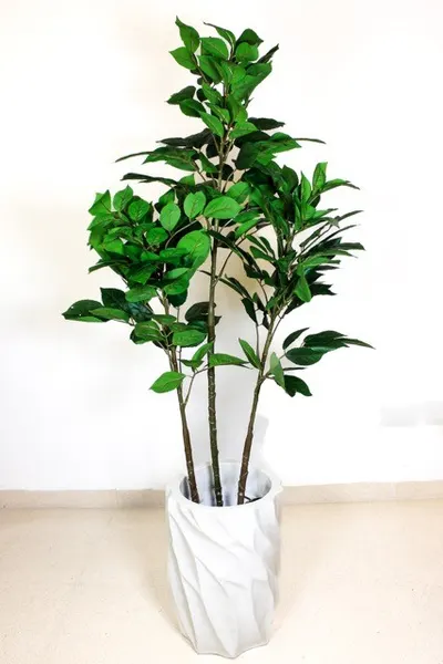 Árbol bishofia 120cm altura