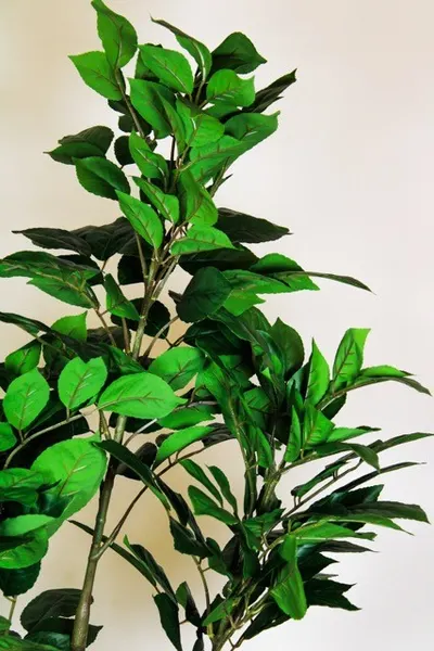 Árbol bishofia 120cm altura