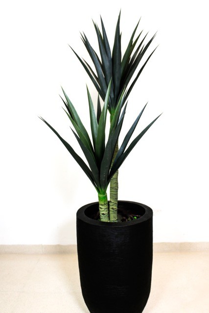 Yuca 120cm altura