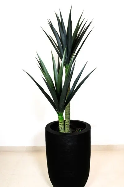 Yuca 120cm altura