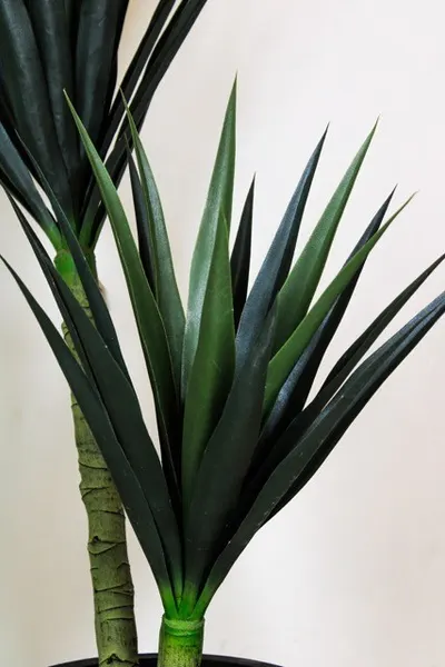 Yuca 120cm altura