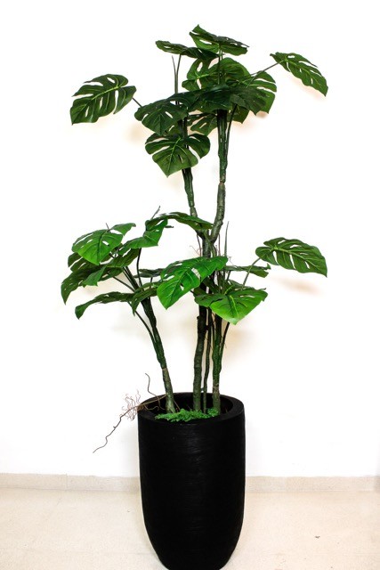 Árbol Monstera tarovine 170cm (no incluye maceta)