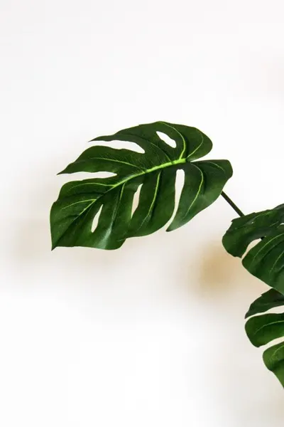 Árbol Monstera tarovine 170cm (no incluye maceta)