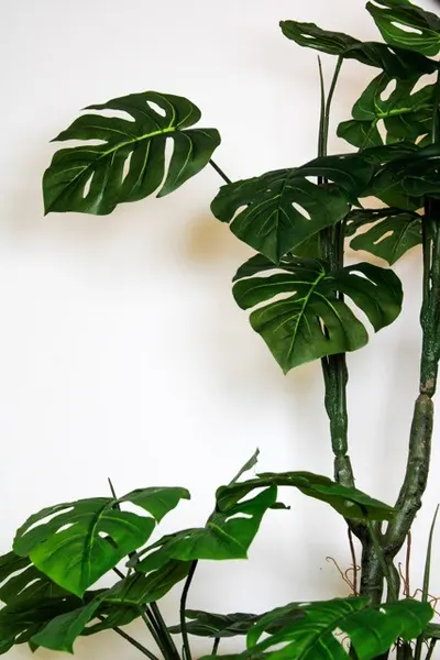 Árbol Monstera tarovine 170cm (no incluye maceta)