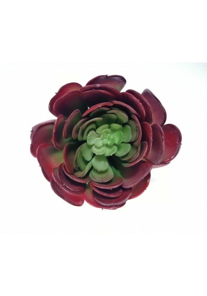 Suculenta ecora roja 9x10 cm boca