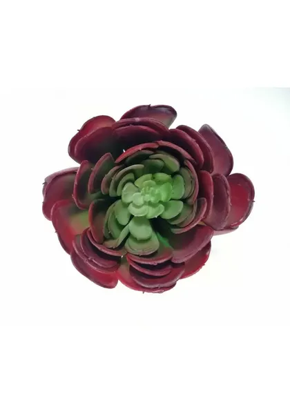 Suculenta ecora roja 9x10 cm boca
