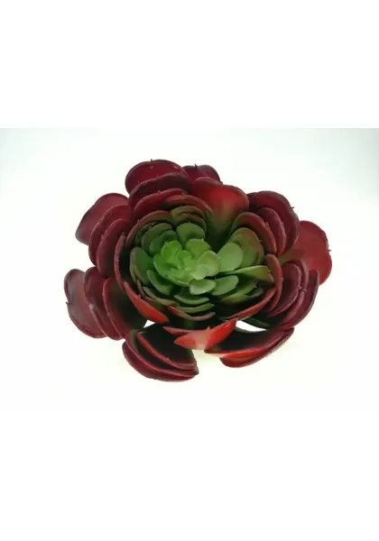 Suculenta ecora roja 9x10 cm boca