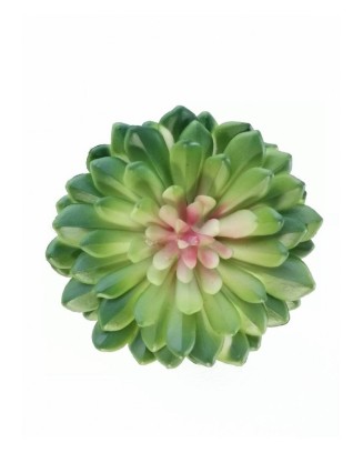 Suculenta green velvet 10 cm diámetro