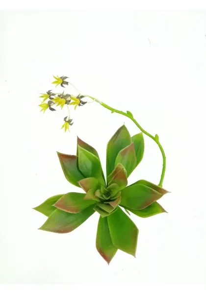 Suculenta grus con flor, 20 cm altura y 18 cm diámetro