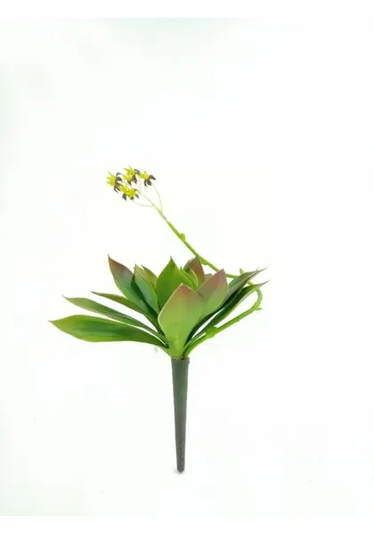 Suculenta grus con flor, 20 cm altura y 18 cm diámetro