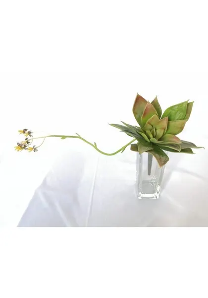Suculenta grus con flor, 20 cm altura y 18 cm diámetro