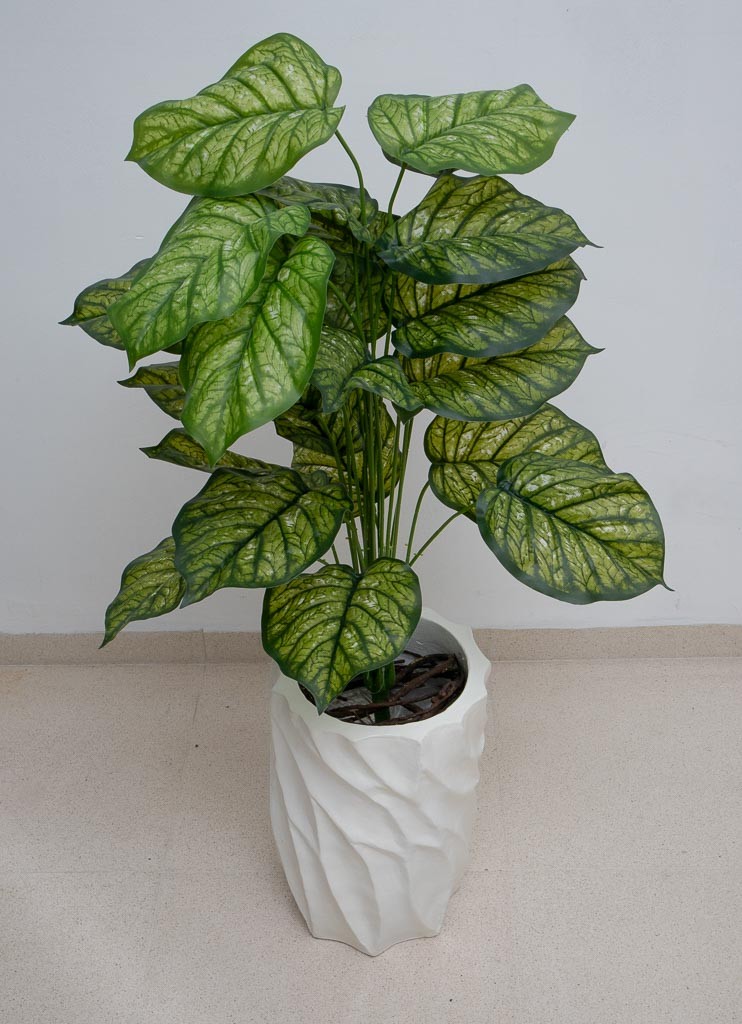 Planta calathea leopardina 105cm